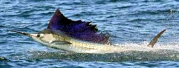 Istiophorus albicans_07.jpg